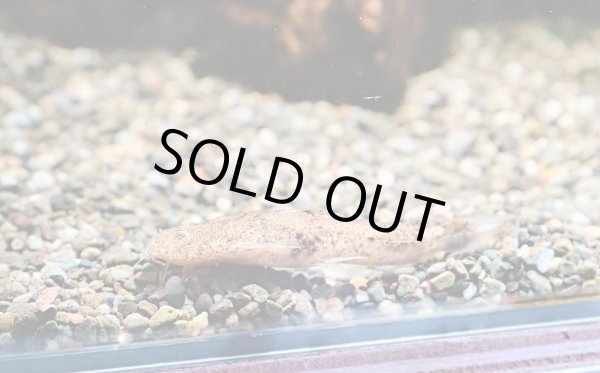 画像2: パカモン(7cm±)ブリード★ (2)