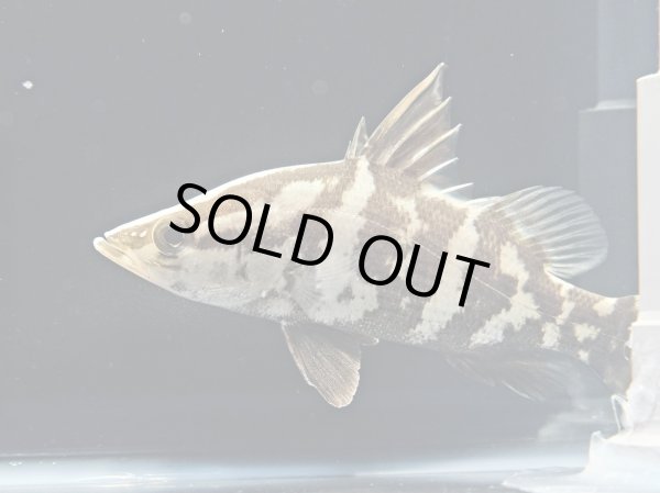 画像1: アカメ(15cm±)WILD▲ (1)