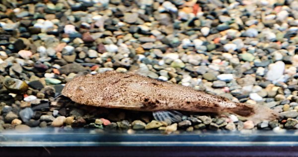 画像3: パカモン(7cm±)ブリード★ (3)