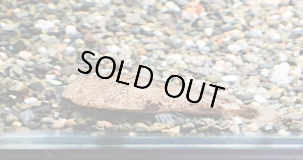 画像3: パカモン(7cm±)ブリード★ (3)