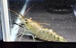画像3: オニテナガエビ 1ペア(10cm±)国産ブリード★ (3)