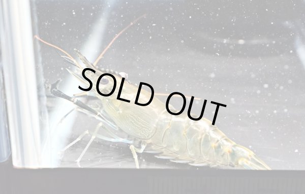 画像3: オニテナガエビ 1ペア(10cm±)国産ブリード (3)