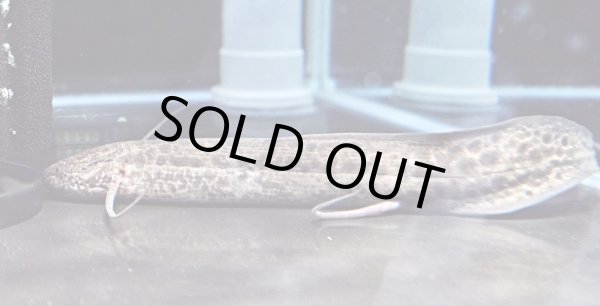 画像3: プロトプテルス エチオピクス(25cm±)WILD★ (3)