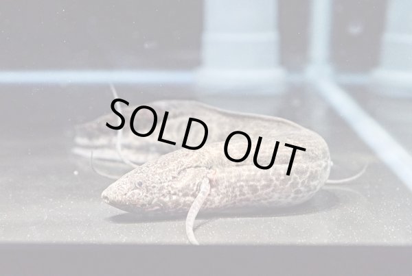 画像1: プロトプテルス エチオピクス(25cm±)WILD★ (1)