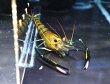 画像2: オニテナガエビ 1ペア(10cm±)国産ブリード★ (2)