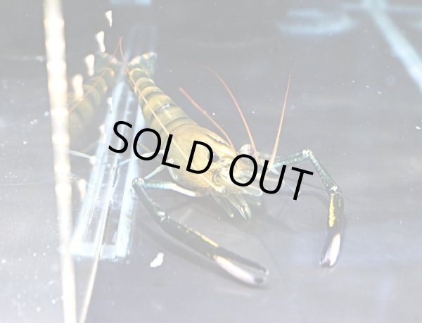 画像2: オニテナガエビ 1ペア(10cm±)国産ブリード (2)