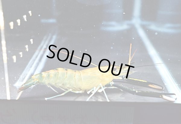 画像1: オニテナガエビ 1ペア(10cm±)国産ブリード (1)