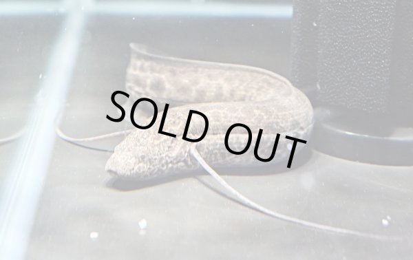 画像2: プロトプテルス エチオピクス(25cm±)WILD★ (2)