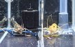 画像4: オニテナガエビ 1ペア(10cm±)国産ブリード★ (4)