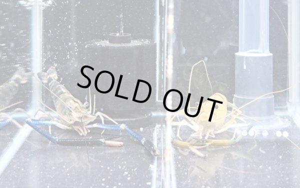 画像4: オニテナガエビ 1ペア(10cm±)国産ブリード (4)