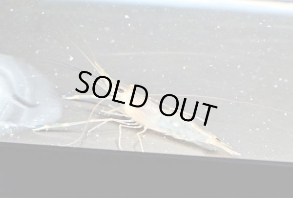 画像1: オニテナガエビ(5cm±)国産ブリード (1)