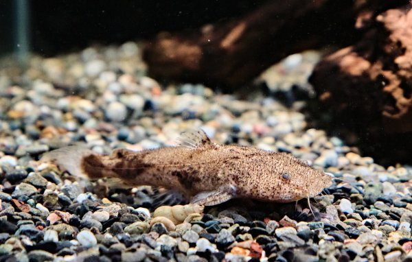 画像1: パカモン(7cm±)ブリード★ (1)