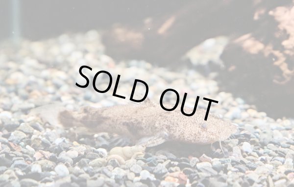 画像1: パカモン(7cm±)ブリード★ (1)