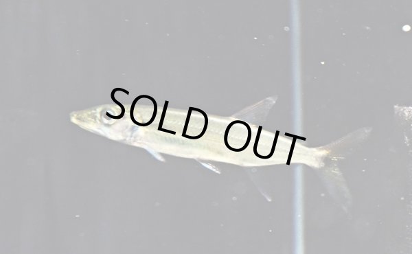 画像2: イエローフィントーピードパイクカラシン(10cm±)WILDコロンビア (2)