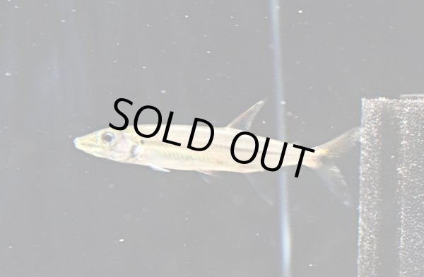 画像1: イエローフィントーピードパイクカラシン(10cm±)WILDコロンビア (1)