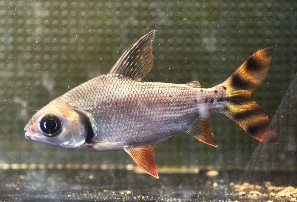 画像2: カラープロキロダス(14cm±)WILD★ (2)