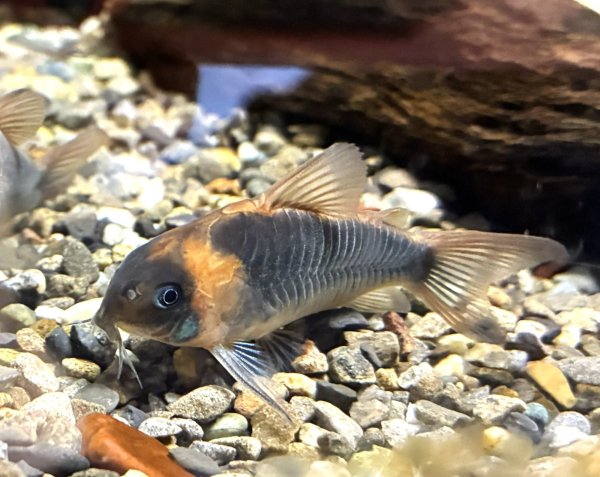 画像1: コリドラス スーパーエクエス(4cm±)WILDアノリ (1)