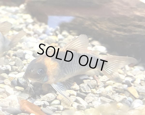 画像1: コリドラス スーパーエクエス(4cm±)WILDアノリ (1)