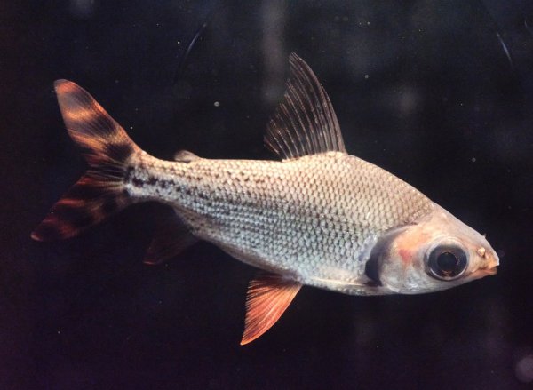 画像2: カラープロキロダス(14cm±)WILD★ (2)