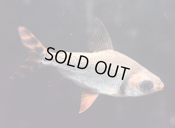 画像2: カラープロキロダス(14cm±)WILD★ (2)