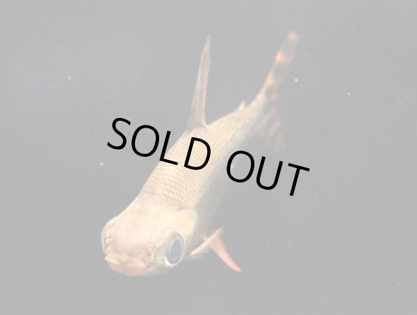 画像3: カラープロキロダス(14cm±)WILD★ (3)