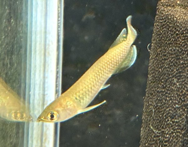 画像1: ノーザンバラムンディ(10cm±)WILD★ (1)