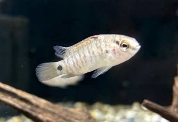 画像1: バジスバジス  (1)