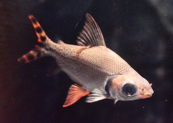 画像1: カラープロキロダス(14cm±)WILD★ (1)