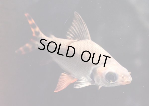 画像1: カラープロキロダス(14cm±)WILD★ (1)