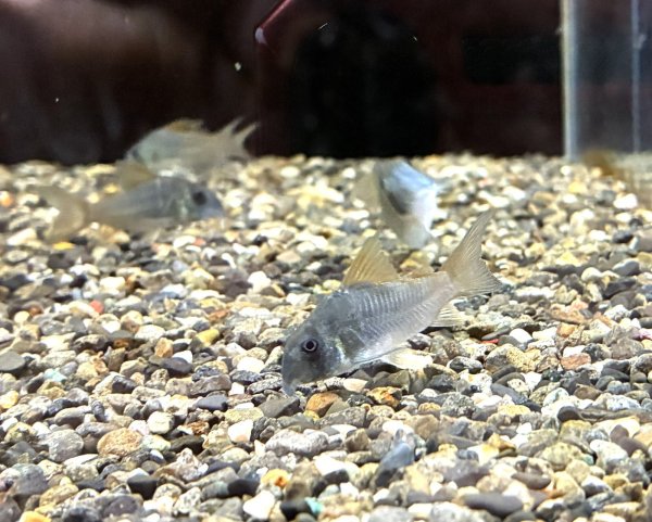 画像2: コリドラス コンコロール WILDベネズエラ (2)