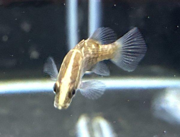 画像2: バラマンディ(4cm±)WILD★ (2)