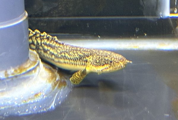 画像1: ポリプテルス パルマス ブティコフェリー(10cm±)ブリード★ (1)