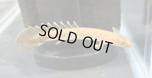 画像1: ポリプテルス トゥジェルシー(7cm±)ブリード★ (1)