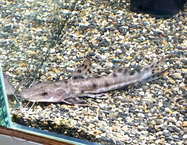 画像1: ジャウーピンタード(15cm±)★ (1)