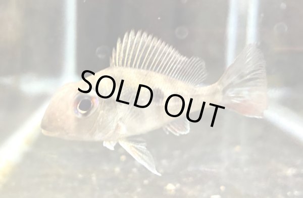 画像1: ゲオファーガスワインミレリー(5cm±)ブリード (1)