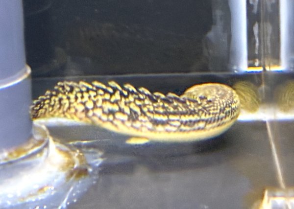 画像2: ポリプテルス パルマス ブティコフェリー(10cm±)ブリード★ (2)