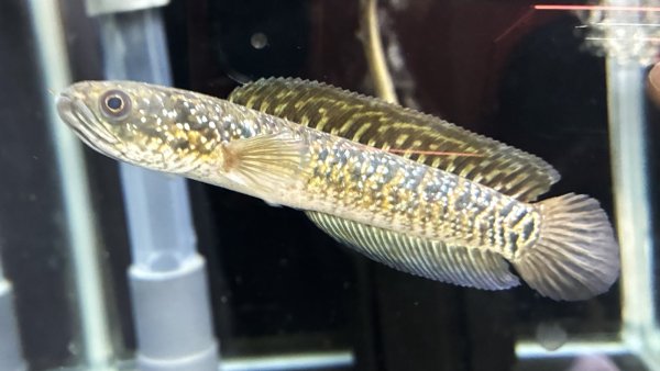 画像1: スターダストダイヤモンドコウタイ(12cm±)★ (1)