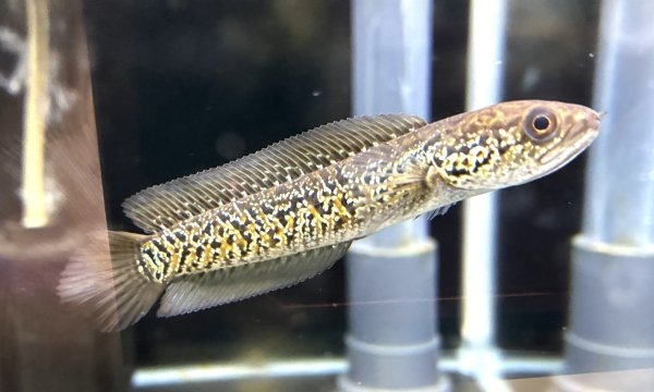 画像1: スターダストダイヤモンドコウタイ(9cm±)★ (1)