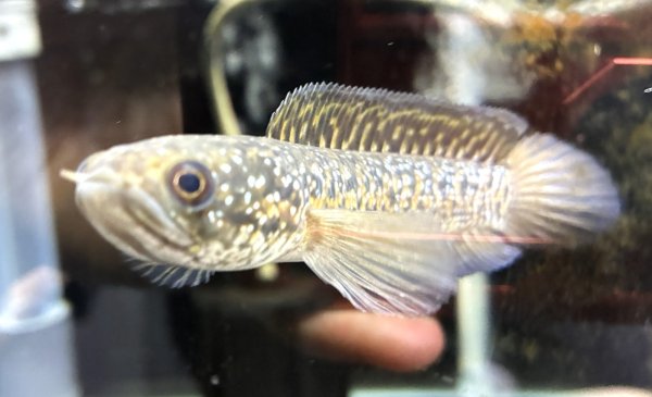 画像3: スターダストダイヤモンドコウタイ(12cm±)★ (3)