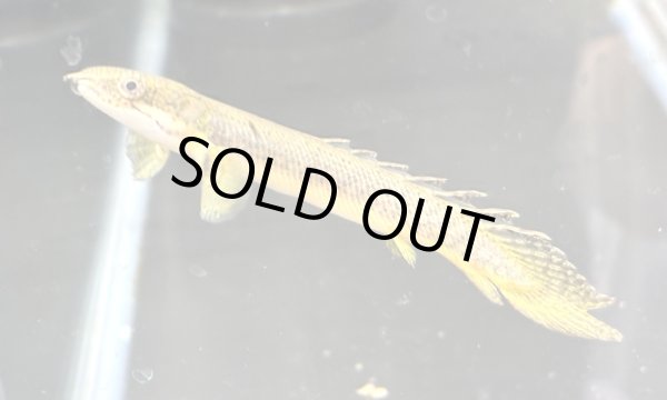 画像1: ポリプテルス パルマスポーリー(7cm±)ブリード★ (1)