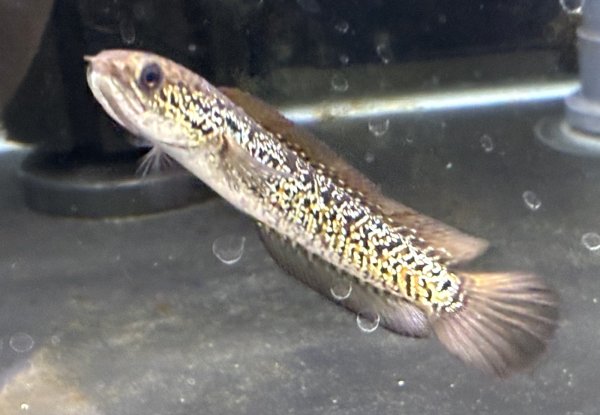 画像2: スターダストダイヤモンドコウタイ(9cm±)★ (2)