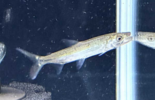 画像1: ゴライアス タイガーフィッシュ(12cm±)WILDコンゴ★ (1)