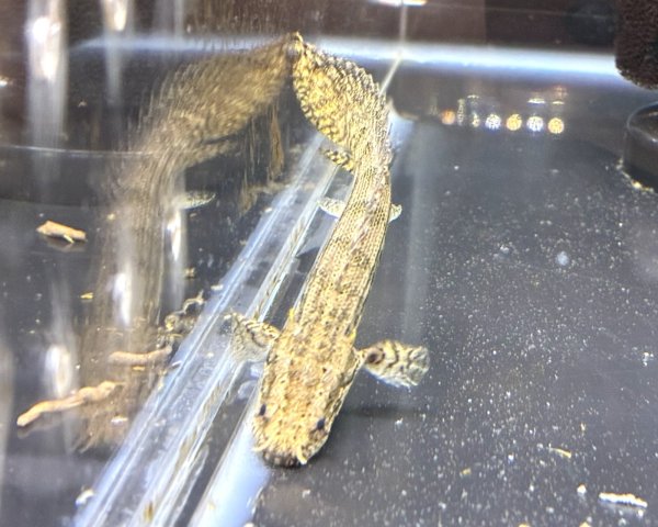 画像2: ポリプテルス ラプエン(9cm±)ブリード★ (2)