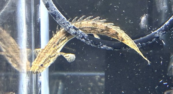 画像1: ポリプテルス ラプエン(9cm±)ブリード★ (1)