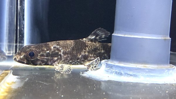 画像1: リアルタライロン アイマラ(12cm±)WILD★ (1)