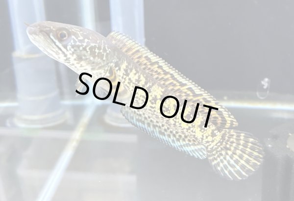 画像1: バイオレットスネークヘッド(15cm±)上物WILD (1)