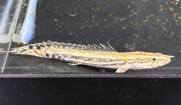 画像1: ポリプテルス ラプラディ(7cm±)ブリード★ (1)