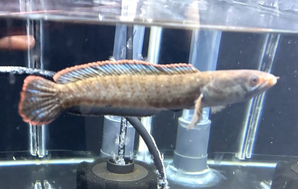 画像2: バーミーズレッドフィン スネークヘッド(12cm±)WILD★ (2)