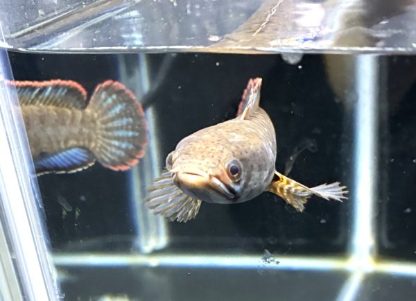 画像3: バーミーズレッドフィン スネークヘッド(12cm±)WILD★ (3)