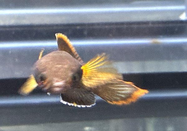 画像5: アイズファイヤー スネークヘッド(11cm±)上物 WILD★ (5)